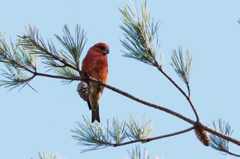 Red Crossbill 朽木いきものふれあいの里 Tue, 11/21/2023