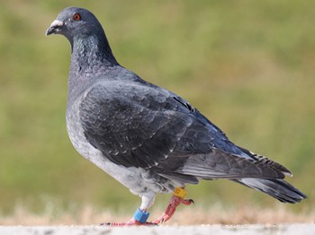 Rock Dove 兵庫県西宮市 武庫川 Sat, 11/18/2023