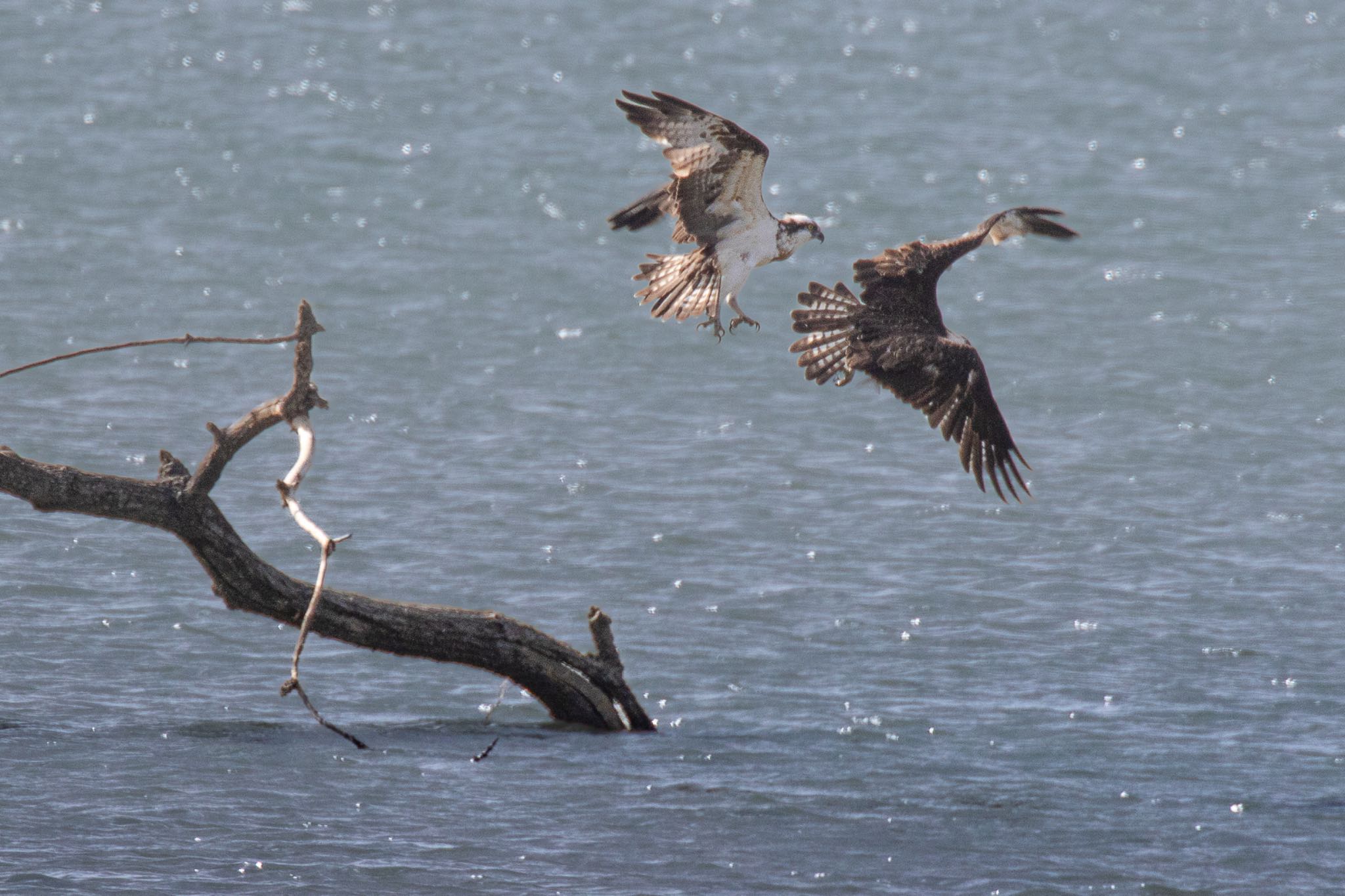 Osprey