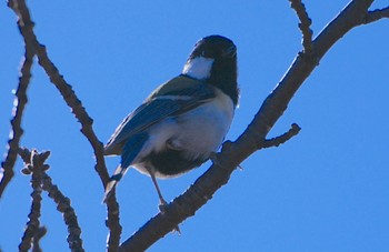 2023年11月21日(火) 万代池の野鳥観察記録