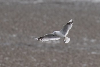 Saunders's Gull 山口県阿知須 Sun, 11/19/2023