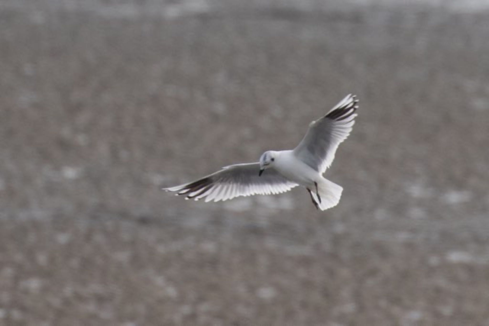 Saunders's Gull