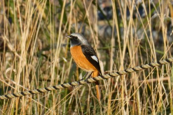 Daurian Redstart 東京都北区 Tue, 11/21/2023