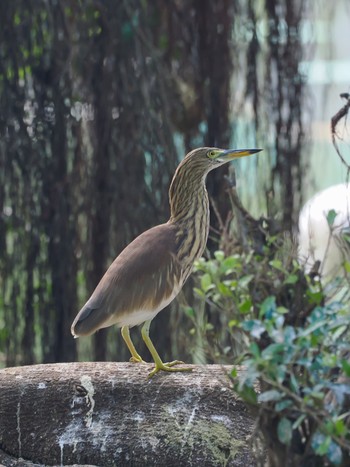 Chinese Pond Heron Saigon Zoo and Botanical Gardens Mon, 11/20/2023