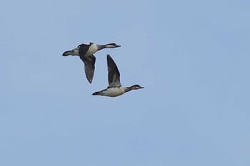 Smew 愛知県 Wed, 11/15/2023