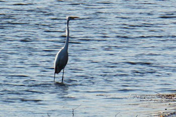 Great Egret(modesta)  Lake Utonai Tue, 11/21/2023