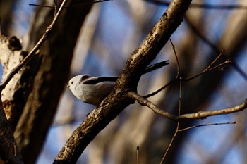 Long-tailed tit(japonicus) Lake Utonai Tue, 11/21/2023