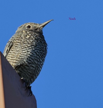 Blue Rock Thrush Unknown Spots Unknown Date