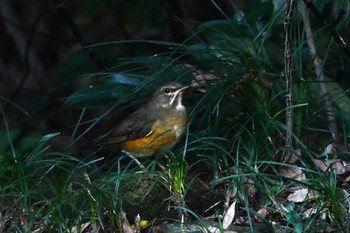 Eyebrowed Thrush Hikarigaoka Park Mon, 11/20/2023