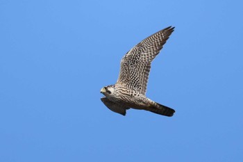 Peregrine Falcon 多摩川 Sat, 11/18/2023