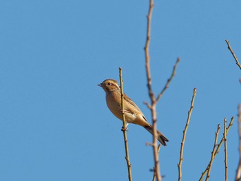 2023年11月21日(火) 横浜市立金沢自然公園の野鳥観察記録