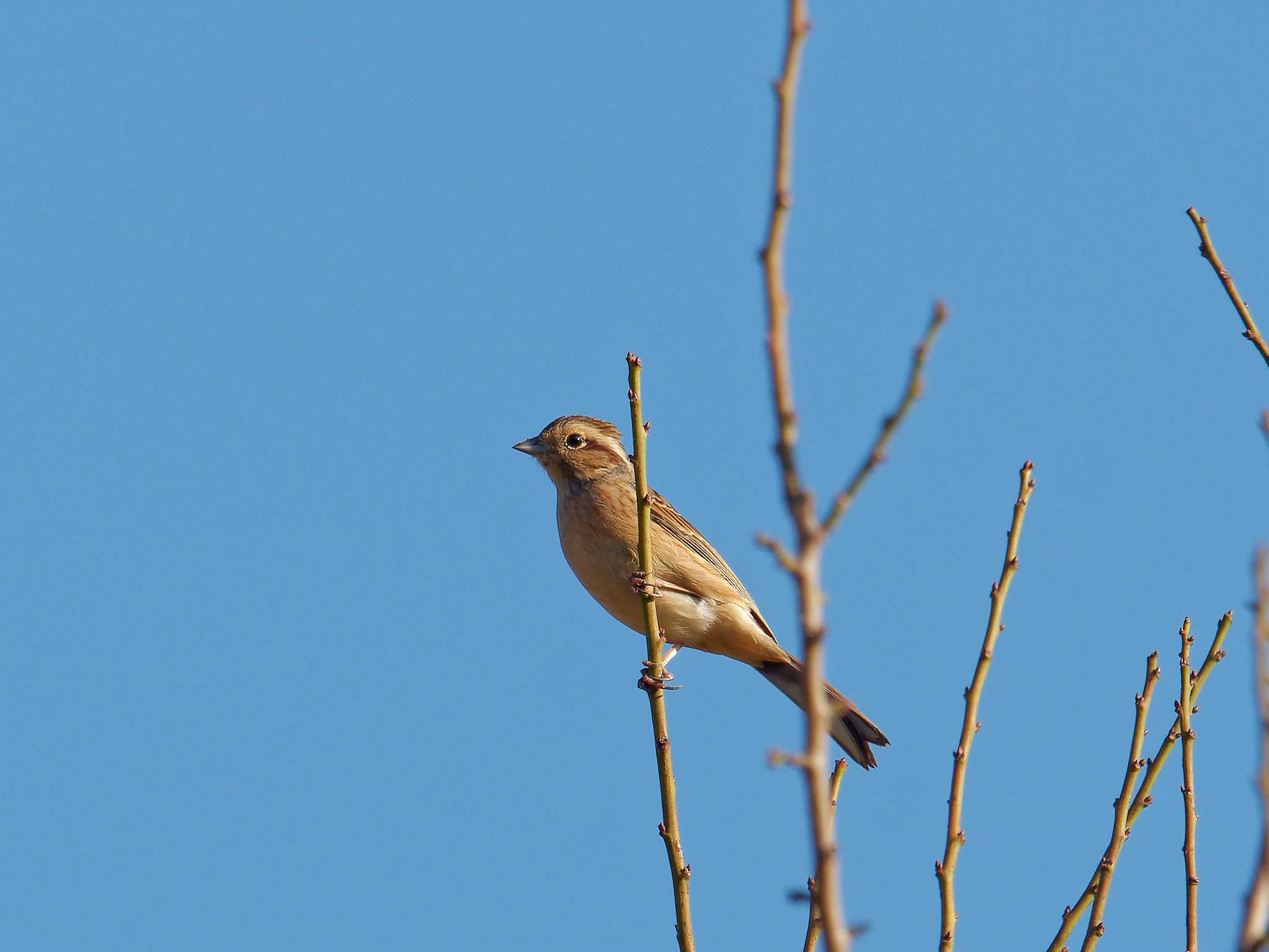 Meadow Bunting