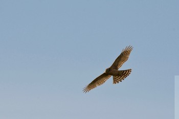 Crested Honey Buzzard 測量山 Mon, 10/8/2018