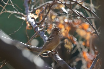 Siberian Long-tailed Rosefinch Kitamoto Nature Observation Park Tue, 11/21/2023