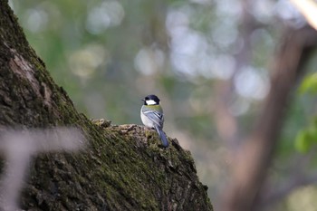 Japanese Tit 埼玉　荒川河川敷 Tue, 11/21/2023