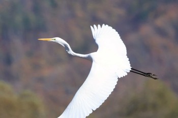 2023年11月19日(日) 御宝田遊水地の野鳥観察記録