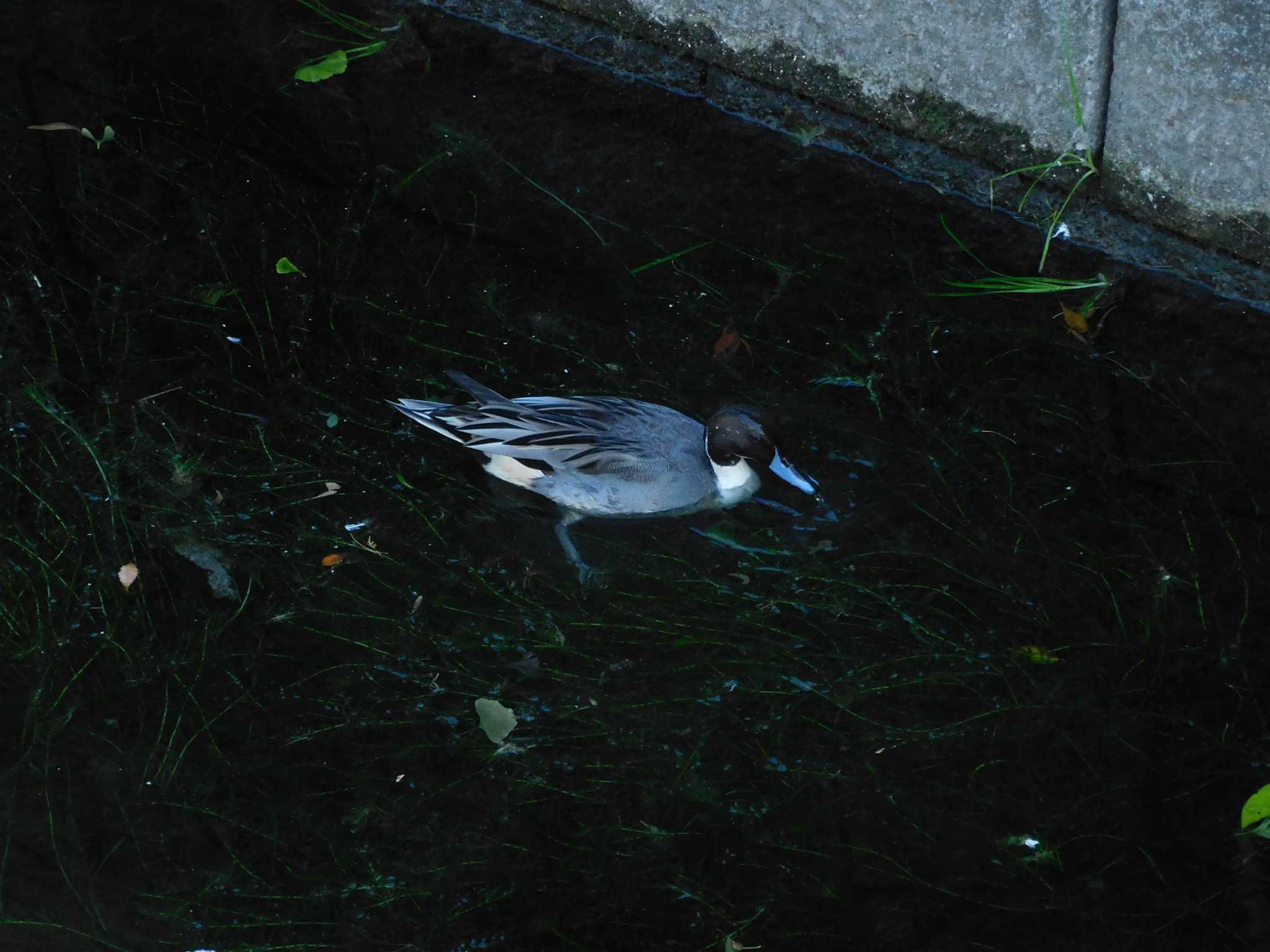 平和の森公園、妙正寺川 オナガガモの写真 by morinokotori