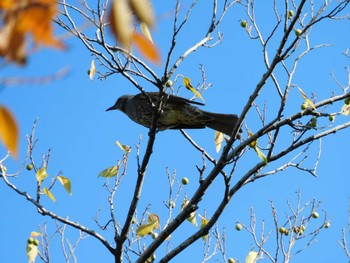 ヒヨドリ 平和の森公園、妙正寺川 2023年11月21日(火)