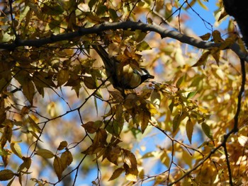 2023年11月21日(火) 平和の森公園、妙正寺川の野鳥観察記録