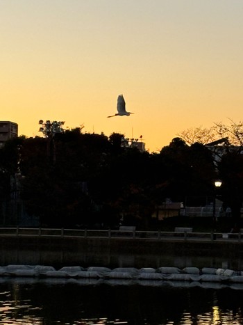 ダイサギ 都立浮間公園 2023年11月19日(日)