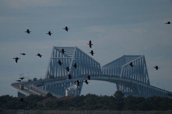 カワウ 葛西臨海公園 2023年11月18日(土)