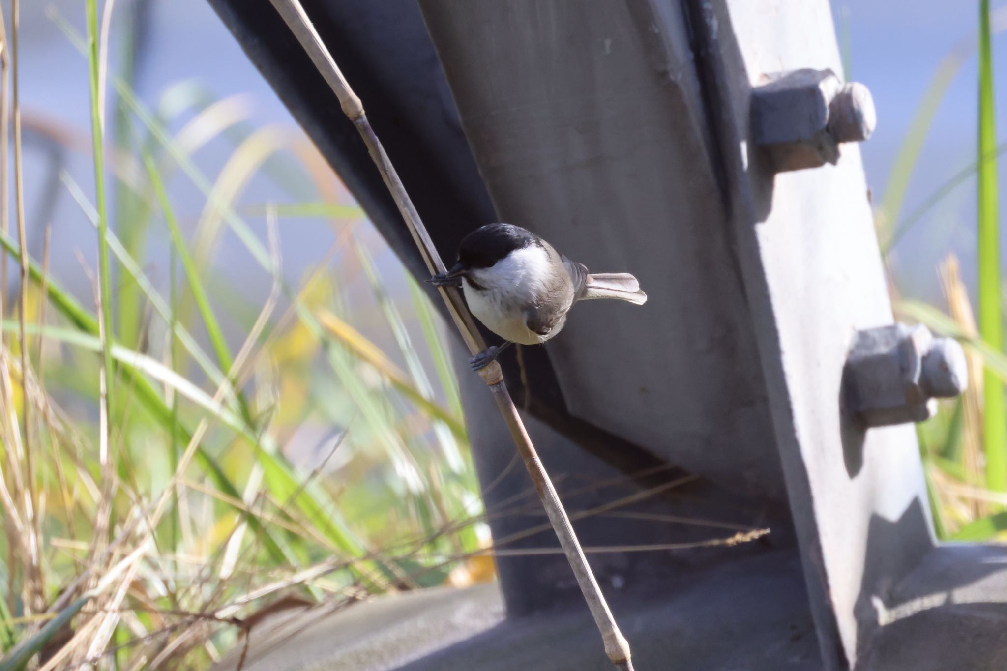 Photo of Marsh Tit at 東屯田遊水地 by will 73