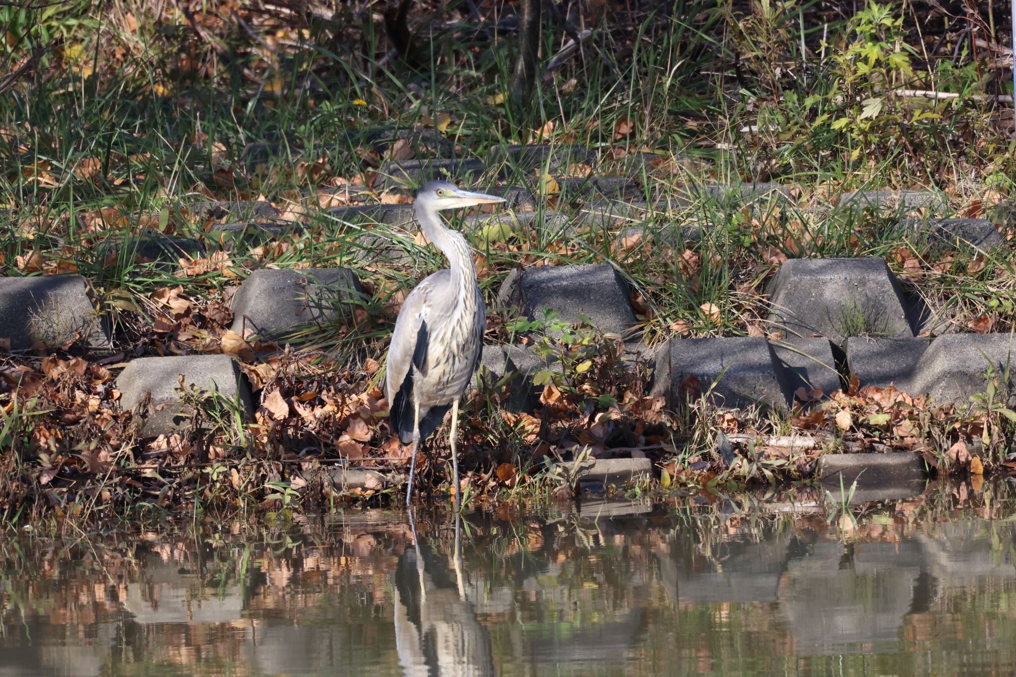 Photo of Grey Heron at 東屯田遊水地 by will 73