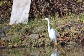 Great Egret 東屯田遊水地 Sat, 11/18/2023