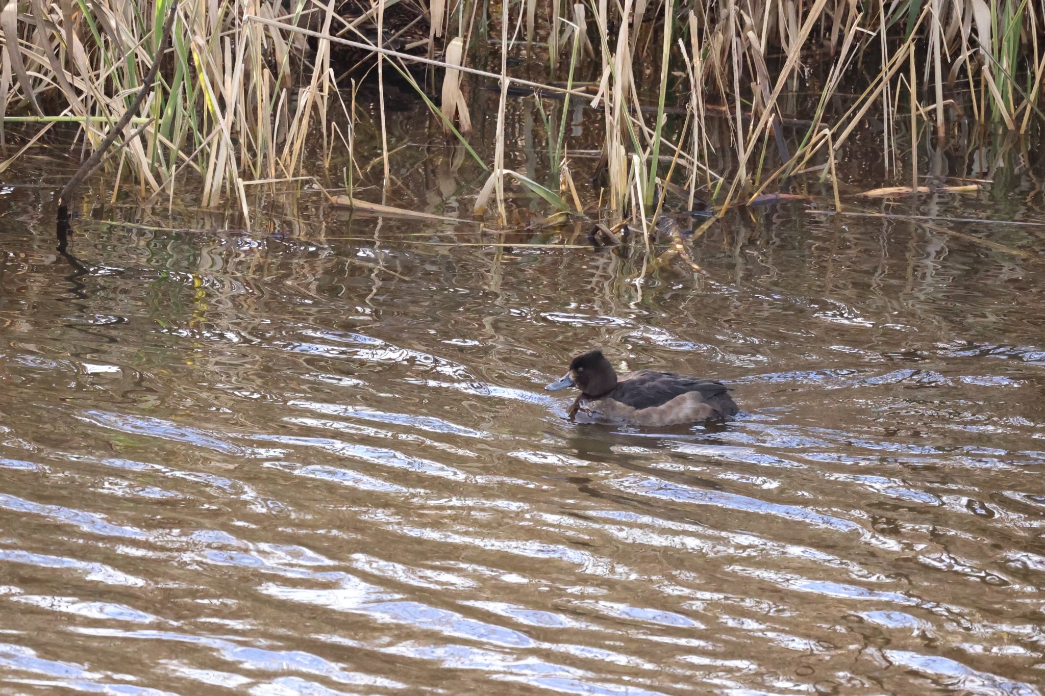 Photo of Tufted Duck at 札幌モエレ沼公園 by will 73