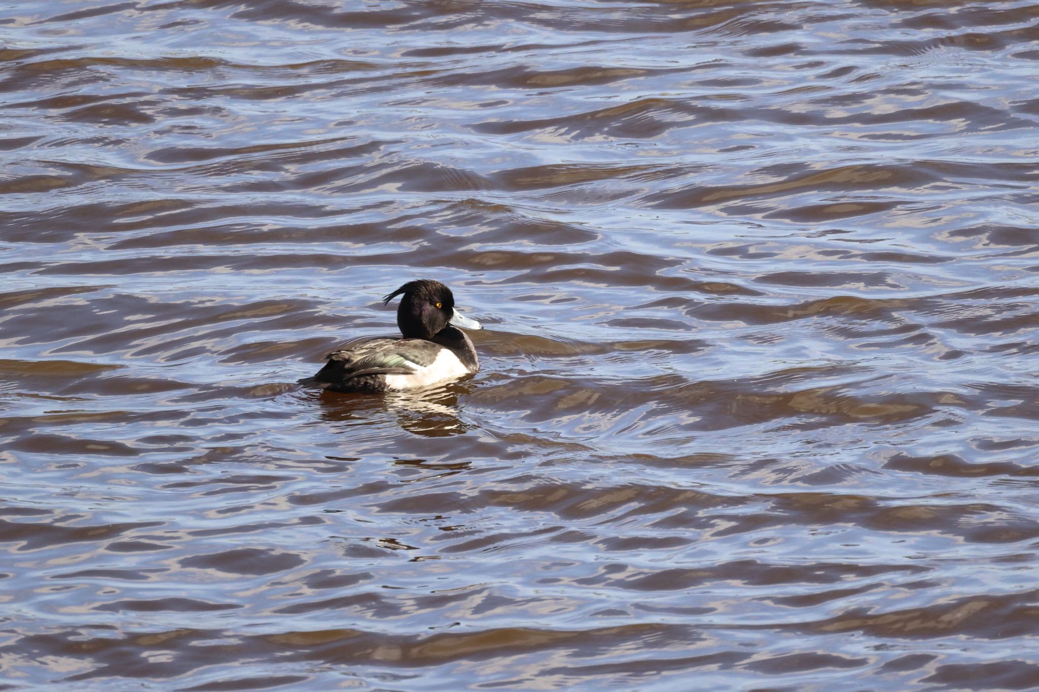 Tufted Duck