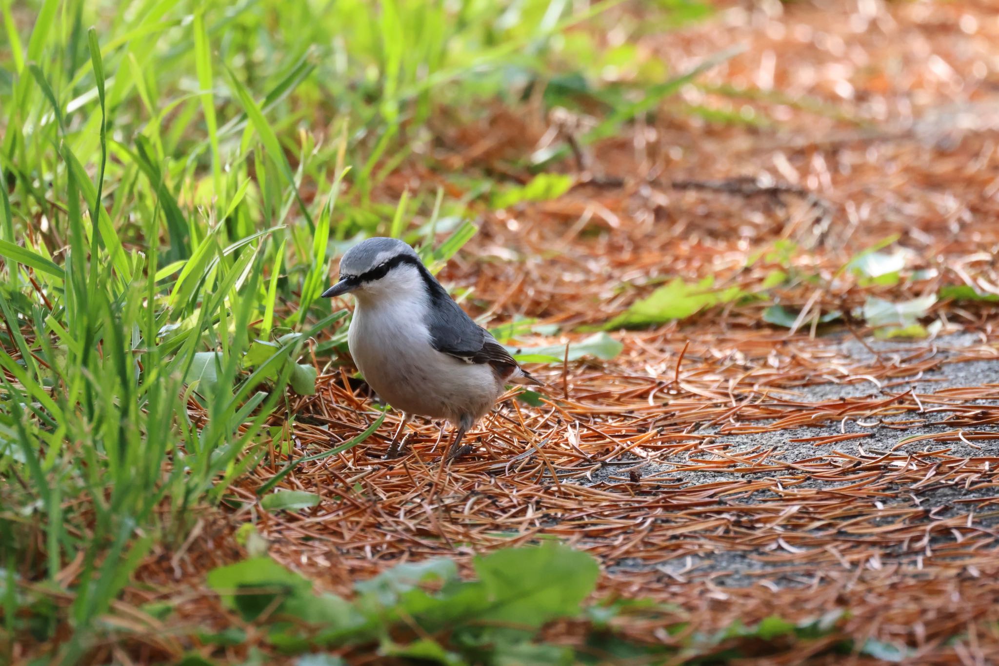 Photo of Eurasian Nuthatch at 札幌モエレ沼公園 by will 73