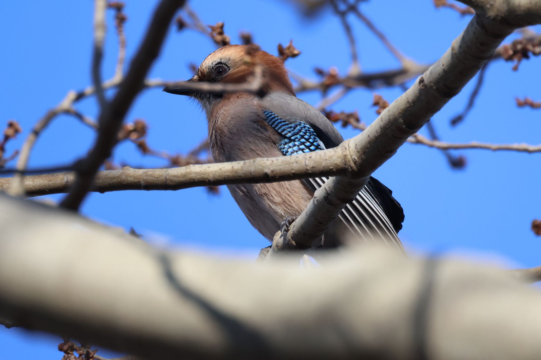 Eurasian Jay(brandtii)