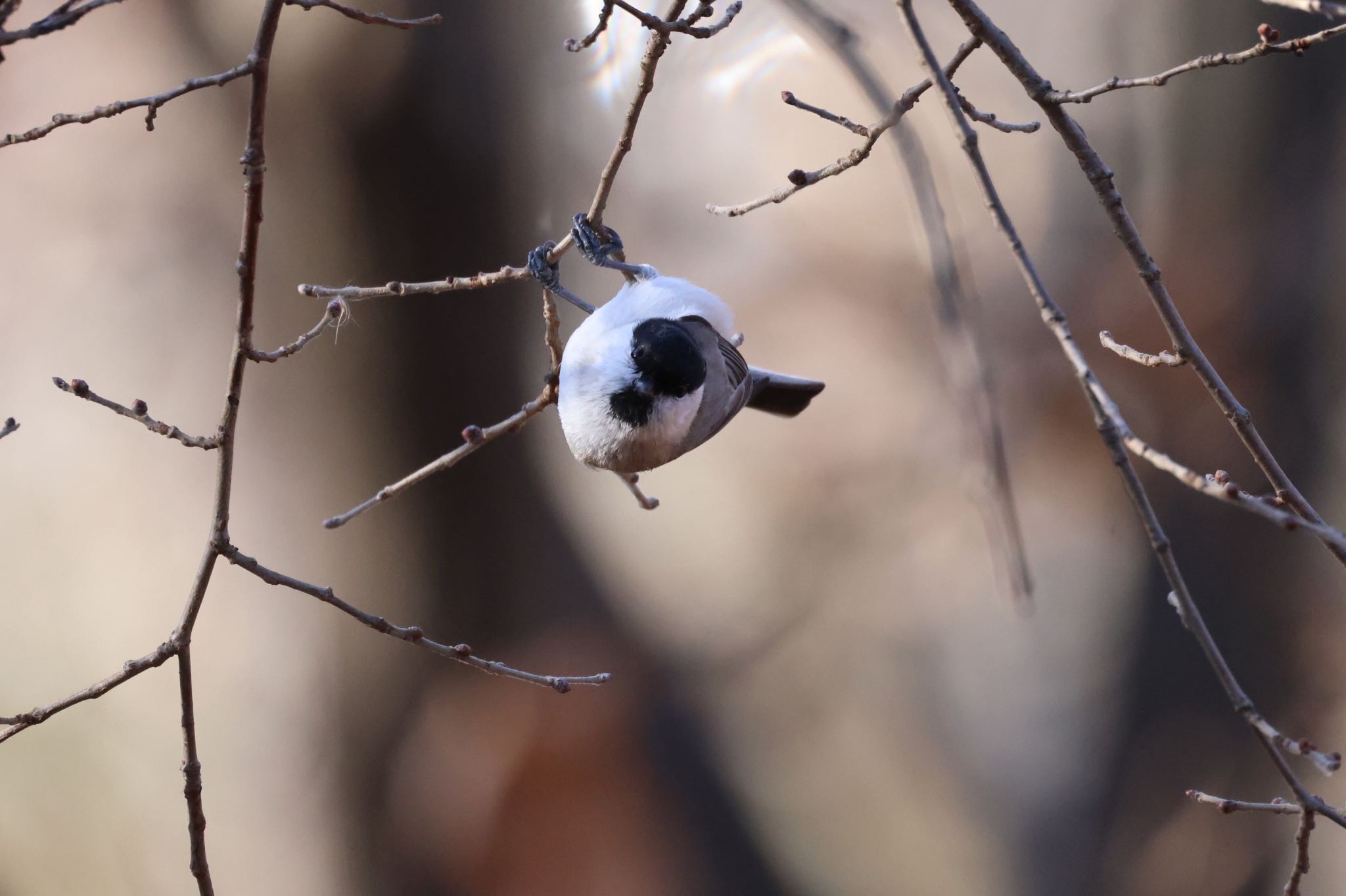 Photo of Marsh Tit at 札幌モエレ沼公園 by will 73