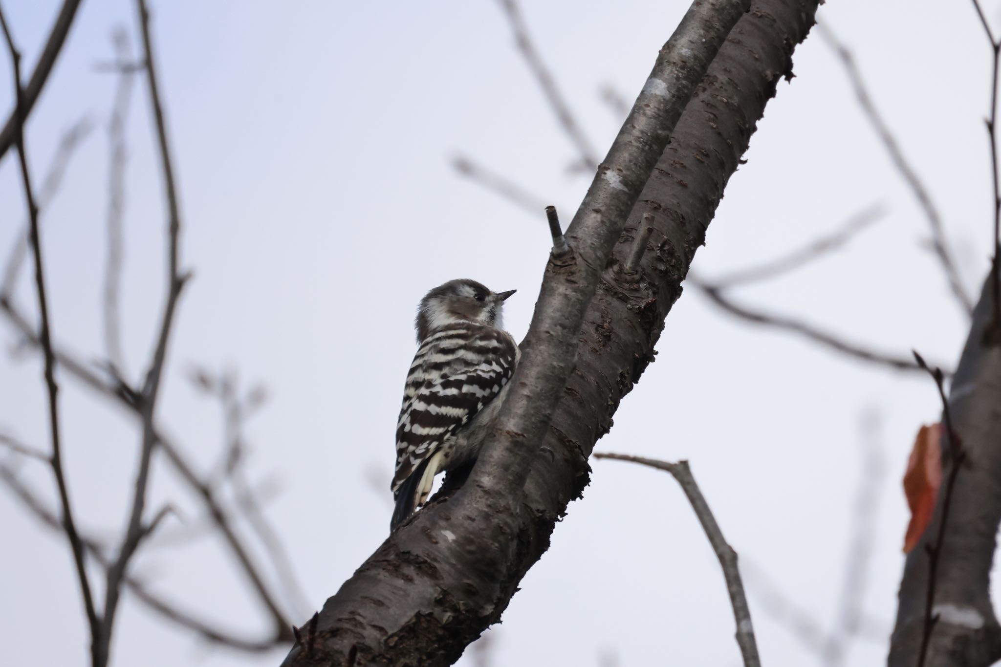 Japanese Pygmy Woodpecker