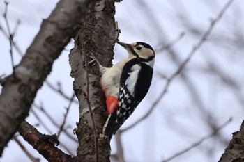 2023年11月21日(火) 札幌モエレ沼公園の野鳥観察記録