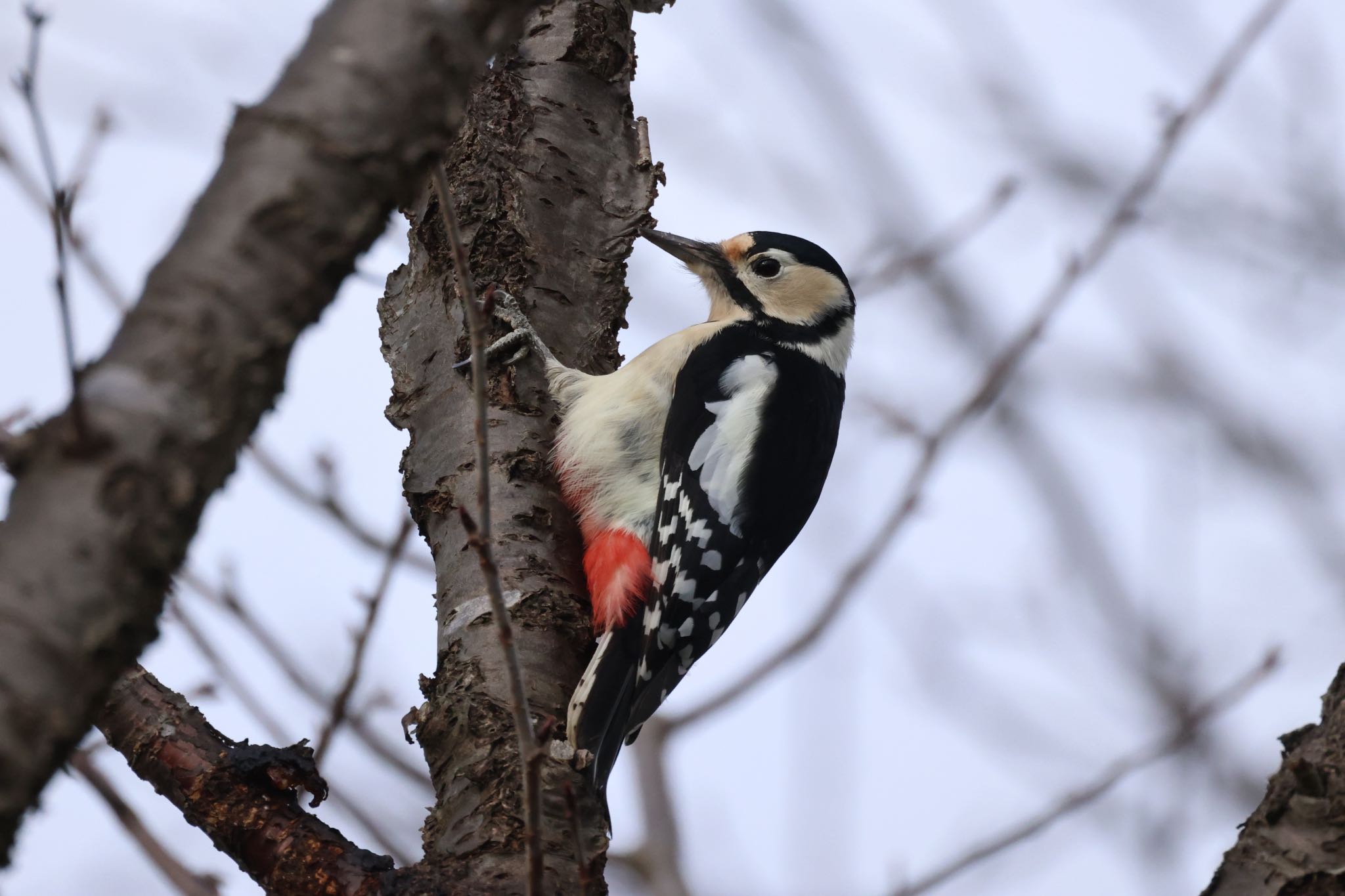 Great Spotted Woodpecker