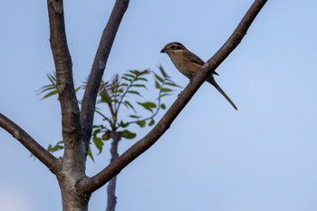 モズ 守谷野鳥のみち 2023年11月5日(日)