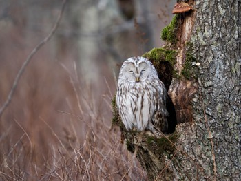 Ural Owl(japonica) 茅沼 Mon, 11/13/2023