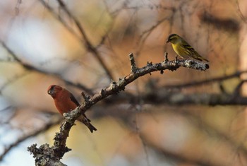 Eurasian Siskin Unknown Spots Tue, 11/21/2023