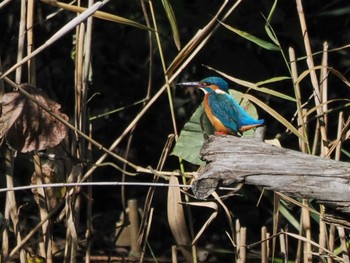 2023年11月19日(日) 舞岡公園の野鳥観察記録