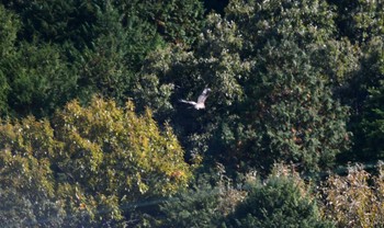 Osprey 名古屋市東谷山 Sun, 11/19/2023