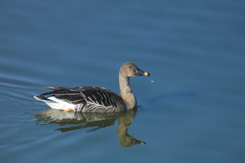 Taiga Bean Goose 境川遊水地公園 Sun, 11/19/2023