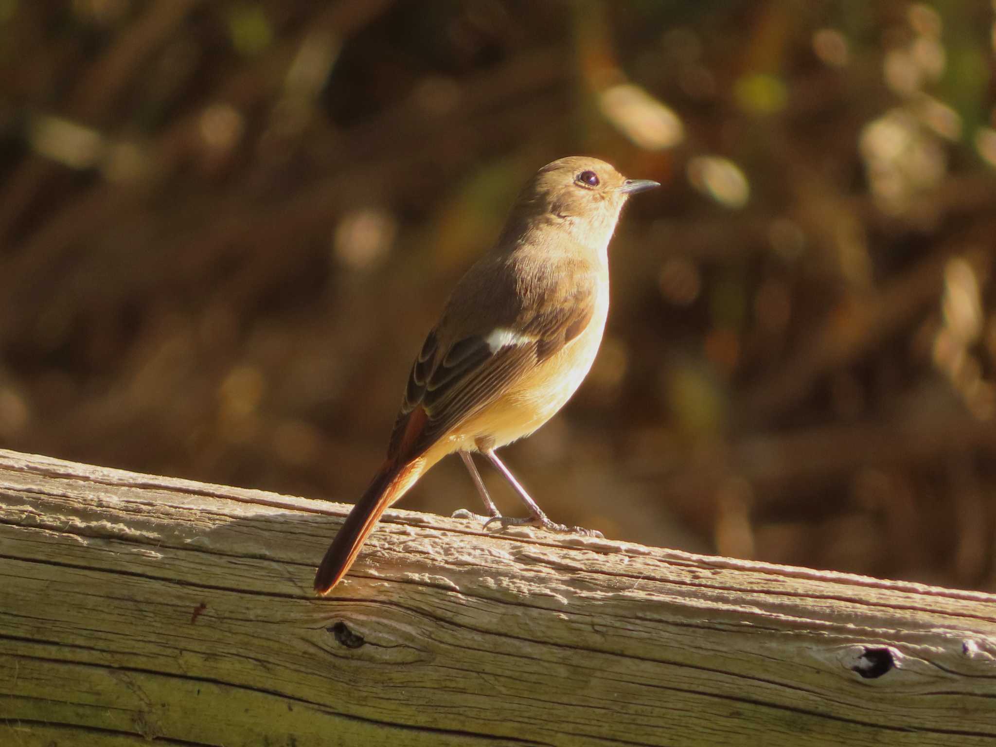 Daurian Redstart