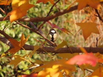 2023年11月21日(火) 波志江沼環境ふれあい公園の野鳥観察記録