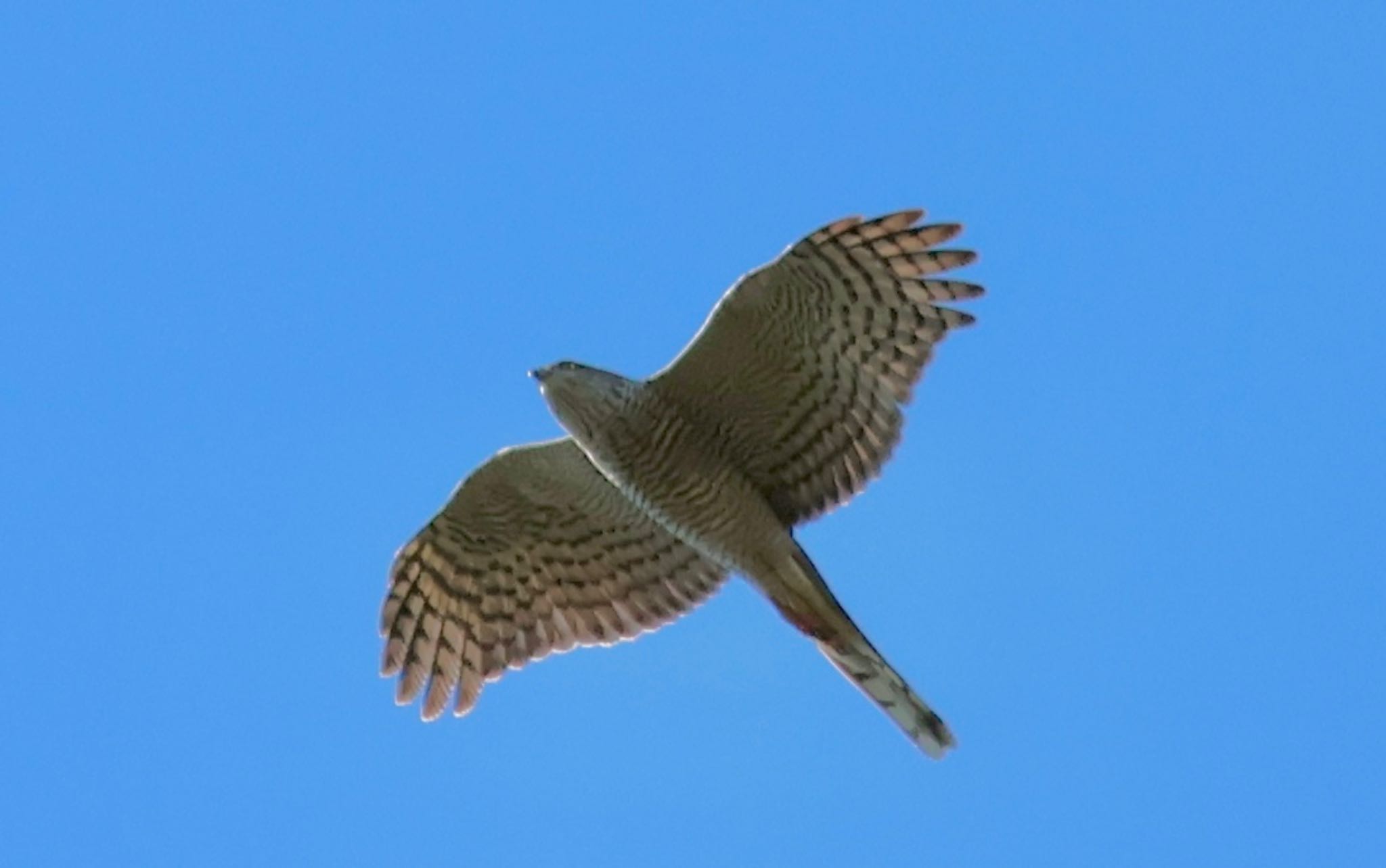 Eurasian Sparrowhawk