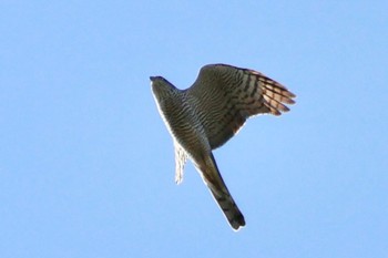 Tue, 11/21/2023 Birding report at Asaba Biotope