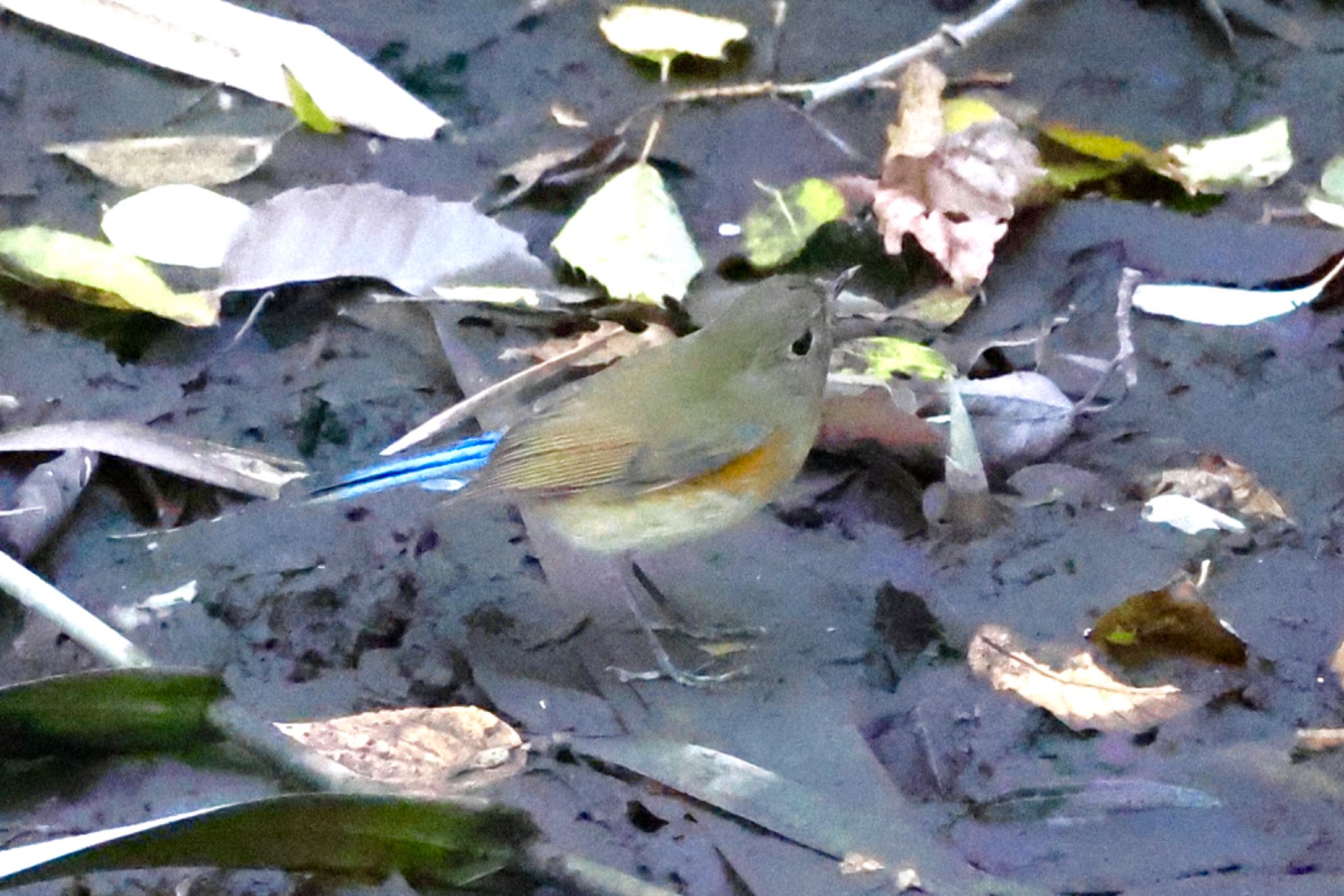 Red-flanked Bluetail