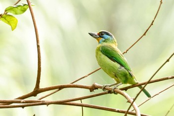 タイワンゴシキドリ 台北植物園 2023年11月11日(土)