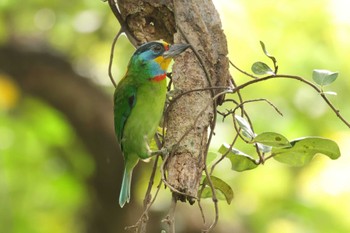 タイワンゴシキドリ 台北植物園 2023年11月11日(土)