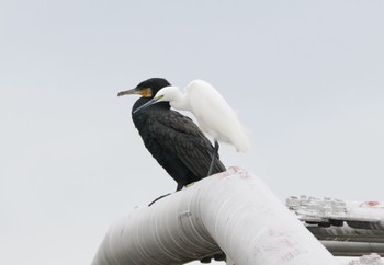 Great Cormorant 安威川 Sun, 11/12/2023